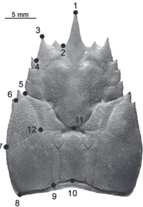 Fig. 1. Location of the 12 landmarks (LM) left dorsal half cephalothorax  of Aegla uruguayana Schmitt, 1942.