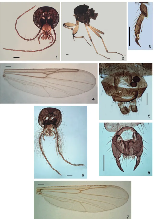 Figs 1-8. Austrosphaeromias chilensis (Ingram &amp; Macfie, 1931). 1-5, female, 6-8, male