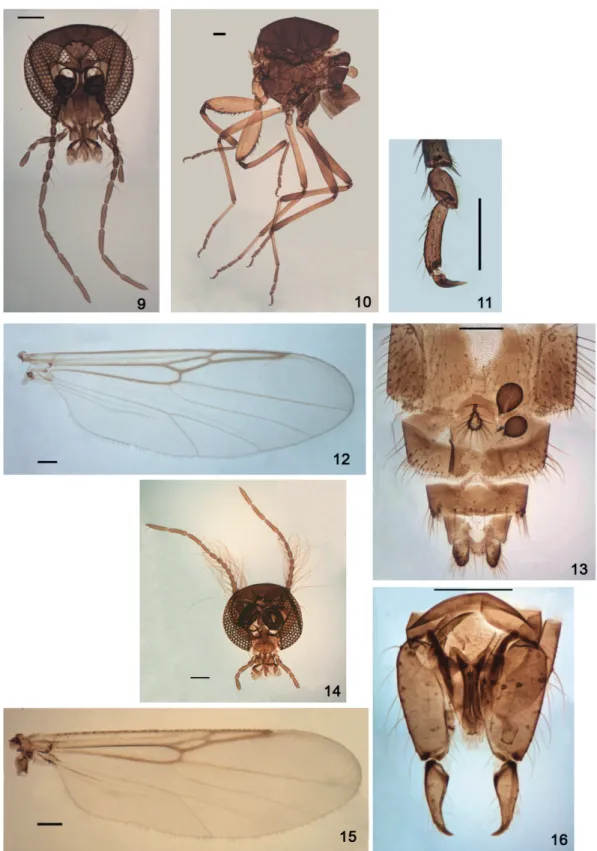 Figs 9-16. Austrosphaeromias setosa sp. nov. 9-13, female, 14-16, male. 9, 14, head; 10, thorax; 11, tarsomeres 4-5 and claws; 12, 15, wing; 13,  abdominal segments 7-10; 16, genitalia