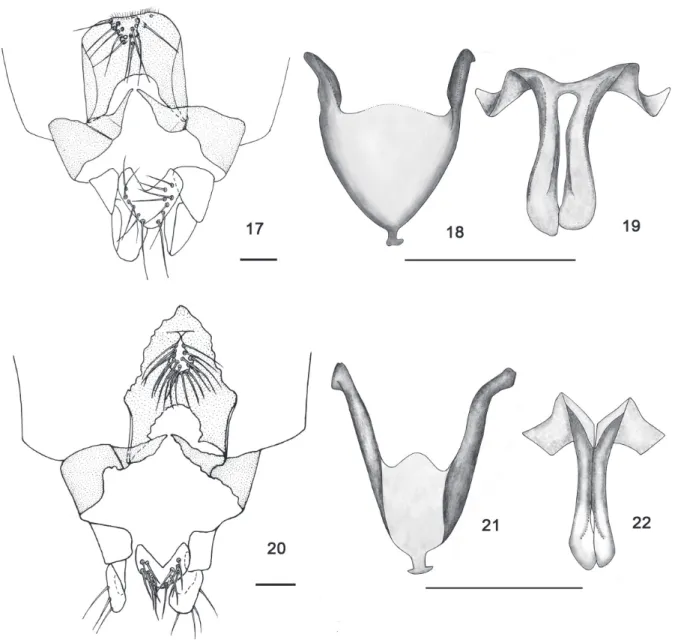 Figs 17-22. 17-19, Austrosphaeromias chilensis (Ingram &amp; Macfie, 1931); 20-22, Austrosphaeromias setosa sp