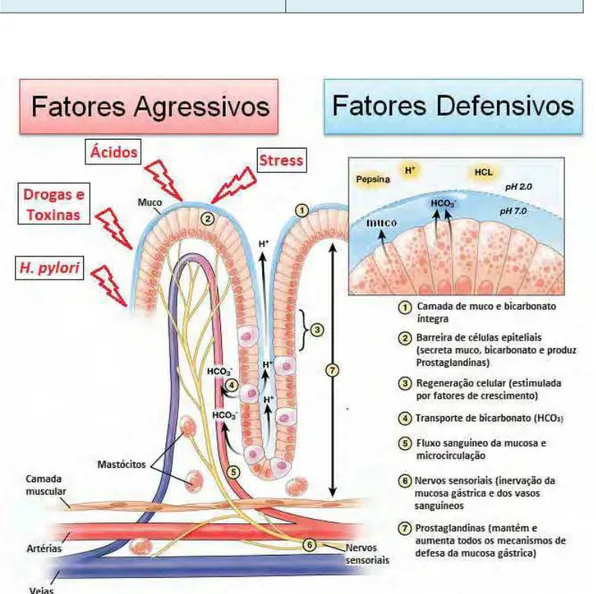 Figura 1 - Fatores agressivos e defensivos da mucosa gástrica. Modificado de Tullasay, Herszènyi (2010).