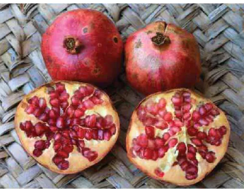 Figura 2 - Fruto de Punica granatum (Fonte: http://www.art.com/products/p13061377-sa- http://www.art.com/products/p13061377-sa-i2261895/reinhard-pomegranate-fruit-punica-granatum.htm).