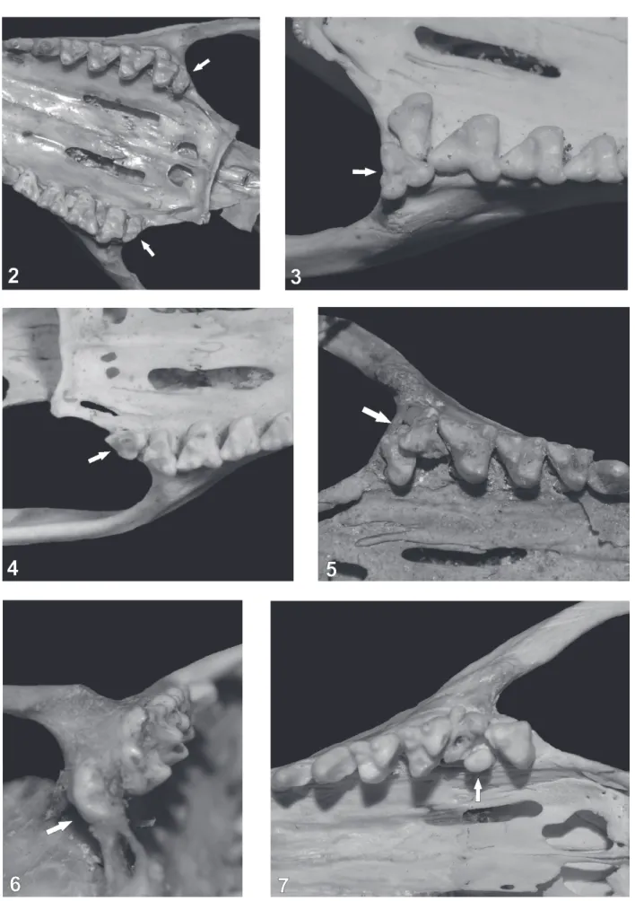 Figs 2-7. Dental anomalies in Didelphis albiventris Lund, 1840: 2, CFA 3235; 3, MACN 36753; 4, MACN 24174; 5, MACN 25.23; 6, MNHN 2590; 7,  MACN 49.49