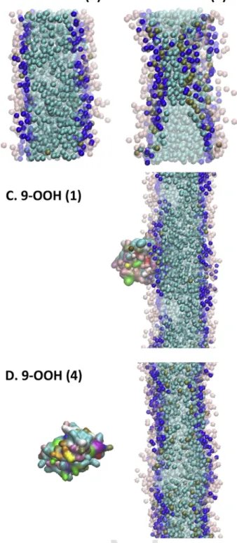 Fig. 9. The effect of ox-CL on the bilayer structure and on the interactions with cyt-c