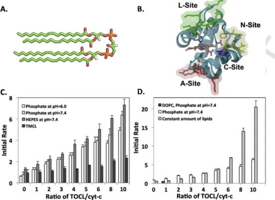 Fig. 1. The peroxidase activity of cyt-c increases significantly in the presence of CL