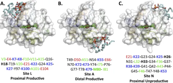Fig. 5. Molecular docking predicts three CL-binding sites, which can be generalized in two main sites called “distal” and “proximal” sites
