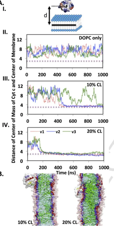 Fig. 6. Cyt-c interacts with higher affinity to the membrane containing a larger amount of CL