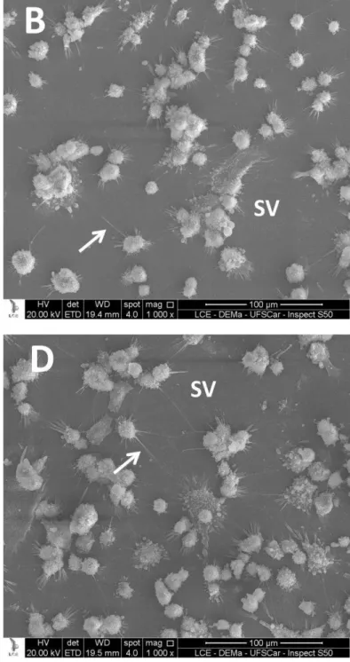 Figura 1- MEV 1000x. Fotomicrografias representativas dos grupos controle e experimentais:  A- Grupo controle: As células MDPC-23 exibem amplo citoplasma recobrindo a lamínula de  vidro sobre a qual foram cultivadas