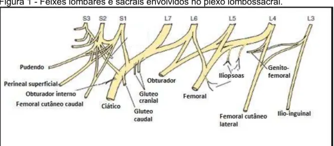 Figura 1 - Feixes lombares e sacrais envolvidos no plexo lombossacral.