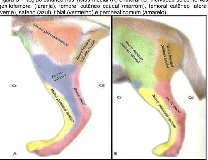 Figura 3 - Região cutânea nas vistas medial (A) e lateral (B) inervadas pelos nervos  genitofemoral  (laranja),  femoral  cutâneo  caudal  (marrom),  femoral  cutâneo  lateral  (verde), safeno (azul), tibial (vermelho) e peroneal comum (amarelo)