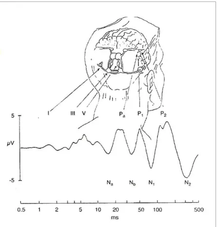 Figura 1 -  Esquema  as  vias  auditivas  e  os  diferentes  sítios  geradores  dos  PEA  de  acordo  com  o  sistema  de  classificação  baseado  na  latência  [Fonte: 