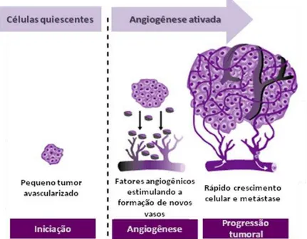 Figura  2:  Representação  da  ativação  da  angiogênese  a  partir  de  células  quiescentes
