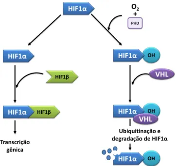 Figura  3.  Ativação  do  HIF-1α  em  situações  de  hipóxia  e  degradação  em  normóxia