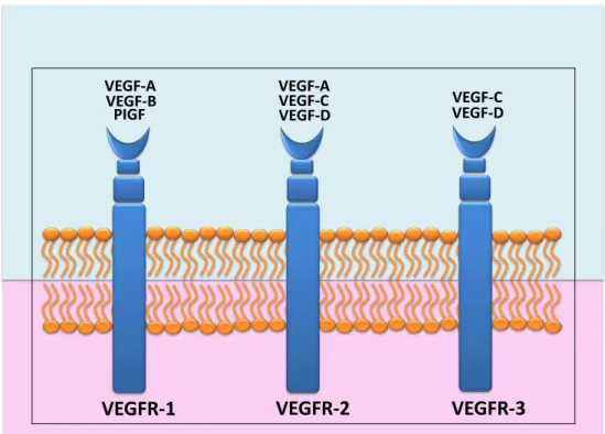 Figura 4.  Esquema da ligação entre as isoformas de VEGF e seus receptores.  