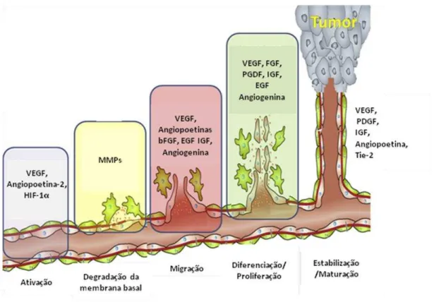 Figura  5.  Representação  das  etapas  do  processo  de  angiogênese  com  a  participação  de  inúmeros  fatores  pró-angiogênicos  (GACCHE;  MESHRAM,  2013)