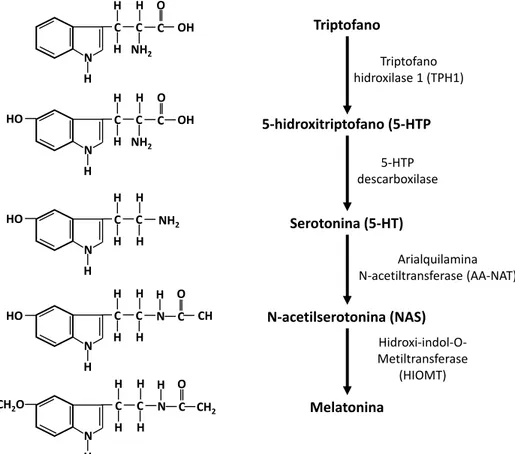 Figura  6.  Esquema  representativo  da  via  de  síntese  da  melatonina,  desde  o  aminoácido  triptofano  até  o  último  passo  para  a  formação  de  melatonina  pela  enzima HIOMT