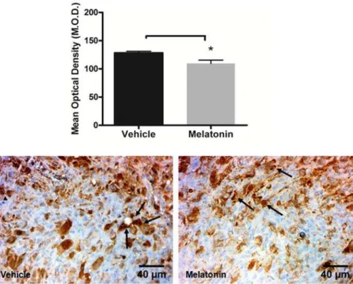 Figure 5. Immunohistochemistry staining with VEGFR2 (arrows) in vehicle treated and melatonin treated tumors