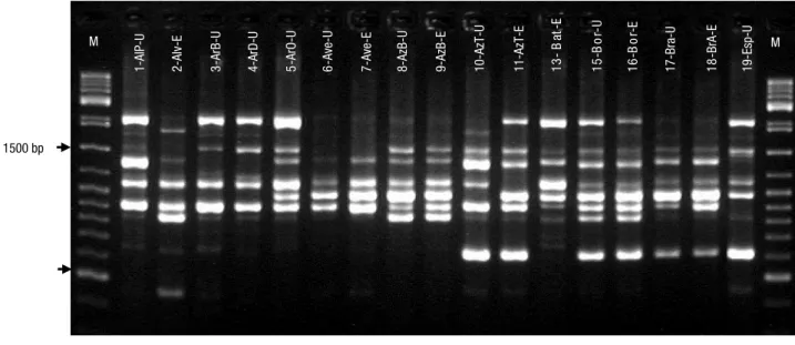 Figure 1. Profiles obtained on 2% agarose gels for (A) 17 accessions using the UBC-561 RAPD primer, M – GeneRuler DNA Lad- Lad-der Mix (Thermo Scientific), and (B) 18 accessions using the UBC-888 ISSR primer, M – 100 bp LadLad-der (Pharmacia)