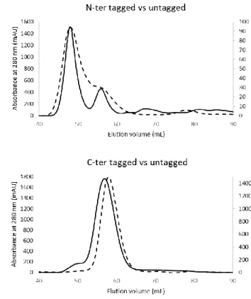 Figure 2.4 – SEC profiles of hsRuvBL2 with tags on the N- and C-terminus, before and after tag  removal