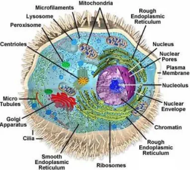 Figure  1.1  –  Representation  of  the  eukaryotic  cell.  Highlighted  are  the  most  relevant  organelles  and  cellular  structures