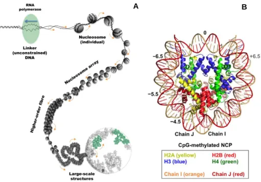 Figure 1.2 – A) Structural organisation of genomic DNA. In order for the processing machinery to  access  the  DNA,  a  section  of  the  genome  has  to  be  unconstrained  (uncoiled),  for  which  the  surrounding  will  become  supercoiled,  up  to  a  