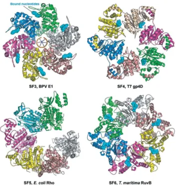 Figure  1.4  -  Representative  helicases  from  Superfamilies  3  to  6.  Of  notice  is  the  general  trend  towards a ring-shaped structure
