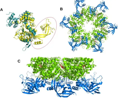 Figure  1.5  –  Main  structural  features  of  RuvB-Like  proteins.  A  -  Structural  alignment  of  human  RuvBL2  (yellow)  and  bacterial  RuvB  (blue)