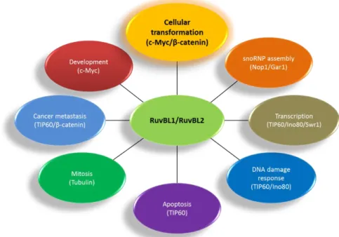 Figure 1.7 – RuvL1 and 2 are involved in several pathways in the cell. Adapted from 101
