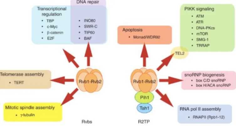 Figure  1.8  –  RuvBL  complex  functions  mostly  as  part  of  larger  supramolecular  assemblies