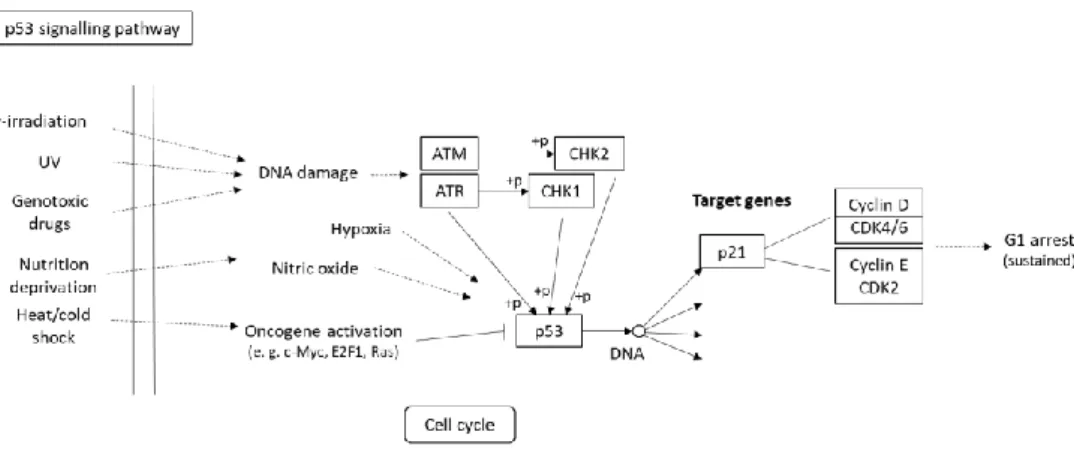 Figure  1.13  –  Part  of  the  Homo  sapiens  p53  signalling  pathway.  Based  on  the  KEGG  pathway  database 145 