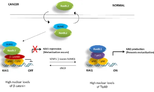 Figure 1.14 – RuvBL1 (Pontin) and RuvBL2 (Reptin) work antagonistically to regulate expression 