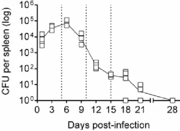 Figure 1. Systemic infection kinetics: mice were intraperitoneally inoculated with 10 6  S