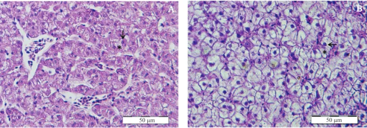 Figura 2. Fotomicrograias de cortes histológicos de fígados de juvenis de tainha (Mugil liza) alimentados com 20% (A) e  100% da saciedade (B)