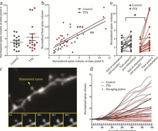 Figure 3.3 Spine growth dynamics during stimulation 