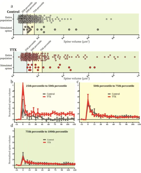 Figure 3.6 Behaviour of different sized spines during LTP 