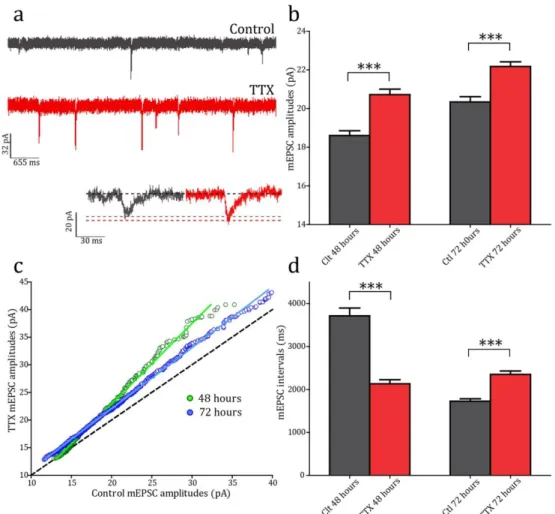 Figure 2.3 Activity block induces functional Homeostatic Synaptic Plasticity 