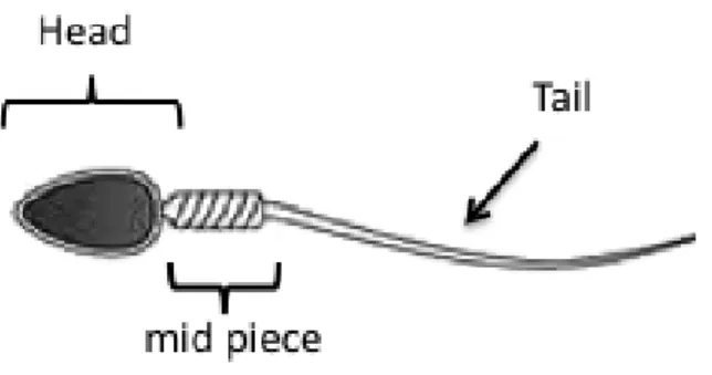 Figure 1 – Morphological structure of the canine spermatozoon 
