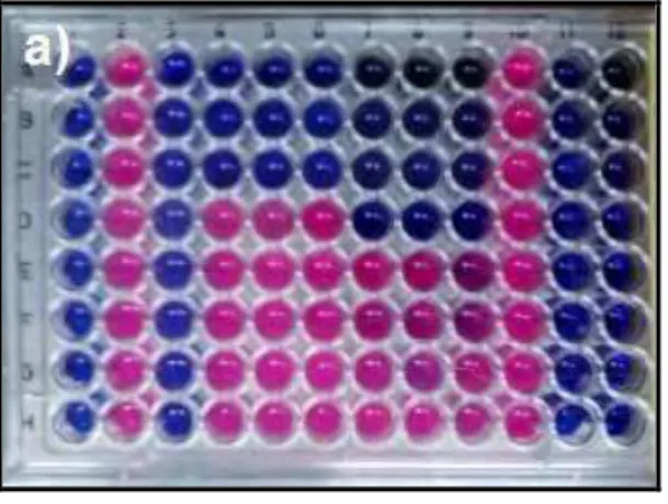 Figura  5.  Resultado  de  microplaca  de  alguns  ensaios  de  atividade  antibacteriana,  reveladas utilizando-se resazurina: a) microplaca teste de atividade bacteriana  anti-S