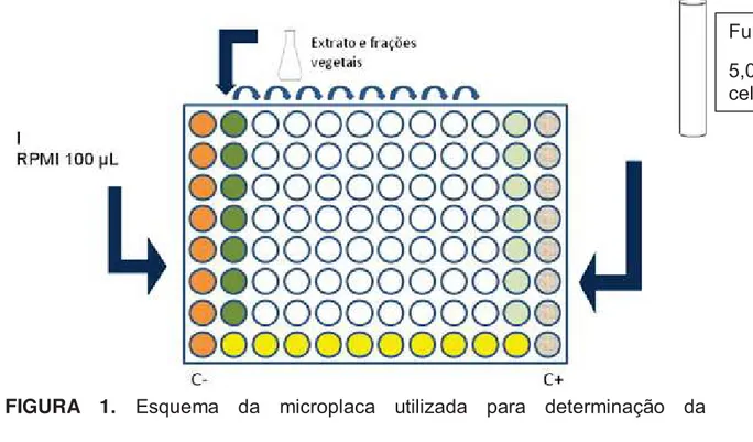 FIGURA 1. Esquema da microplaca utilizada para determinação da  concentração inibitória mínima 