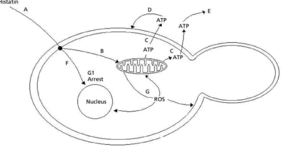 Figura 1:  Mecanismo de ação da Histatina-5 na Candida albicans. Histatina-5 permeia a membrana  celular (A), é atraída para a mitocôndria (B), induz ao lançamento de ATP (C) e prejudica a respiração  celular  (E)