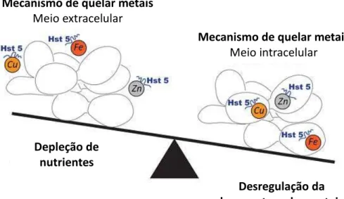 Figura  2:  Mecanismo  de  ação:  Histatina-5  quela  metais  extracelulares  (micronutrientes)  e  proporciona um ambiente desfavorável ao desenvolvimento da célula fúngica (à esquerda);  Histatina-5 quela metais intracelulares e desregula a homeostase ce