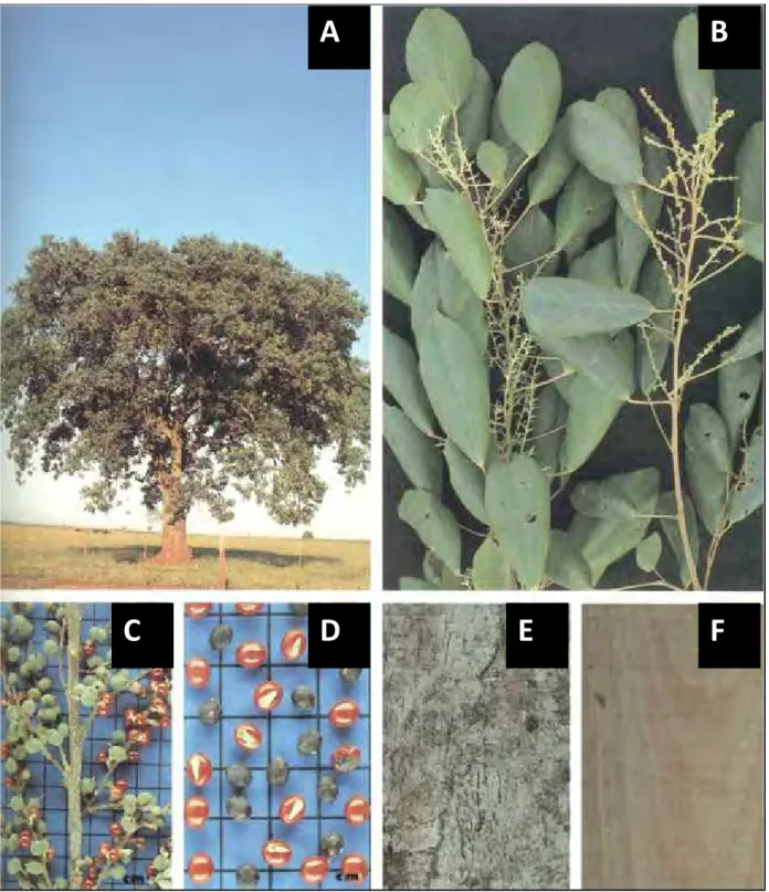 Figura 1. Alchornea glandulosa. (A) árvore, (B) folhas, (C) frutos, (D) sementes, (E)  casca e (F) madeira (Lorenzi, 1992)
