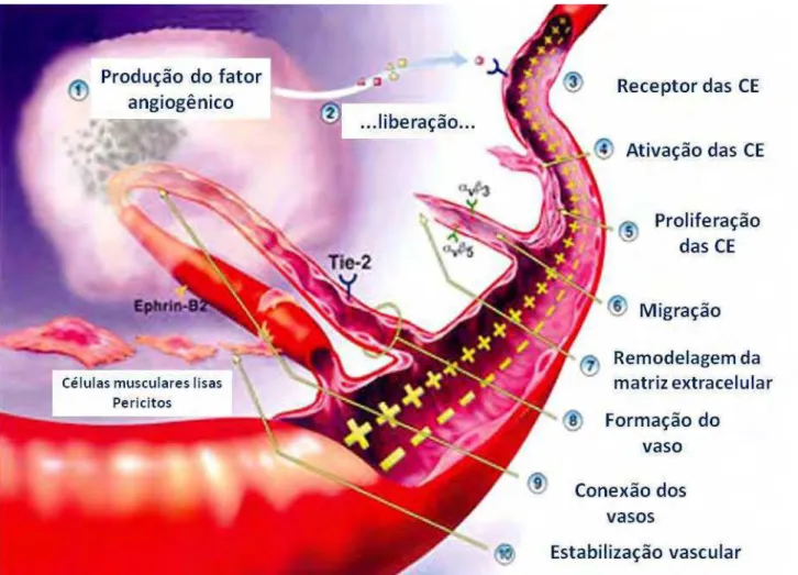 Figura 4. Esquema representativo do processo de angiogênese (Fonte: PANDYA et al.,  2006)