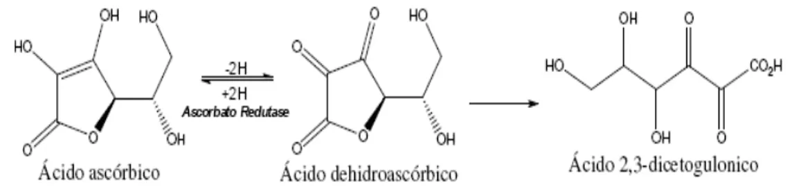 Figura 1: Mecanismo de conversão do ácido ascórbico em ácido 2,3- 2,3-dicetogulônico. 