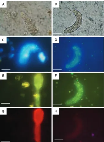 Fig. 3: mean lectin of Glycine max fluorescence/area in primary and  secondary sporocysts exposed to internal defence systems of  Biom-phalaria tenagophila from Taim or Cabo Frio lineage and sporocysts  control