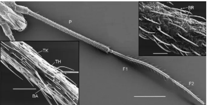 Fig. 1: female head from laboratory colony (ventral view). Scanning  electron  micrograph  showing  the  antennae  of  an  adult  of Rhodnius  prolixus