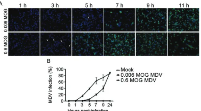 Fig.  3:  virus  spread  experiments.  A:  indirect  immunofluorescence  assay  of  C6/36  cultures  infected  at  0.006  or  0.6  multiplicity  of   ge-nomes  (MOG)  of  BR/07  mosquito  densovirus  (MDV)