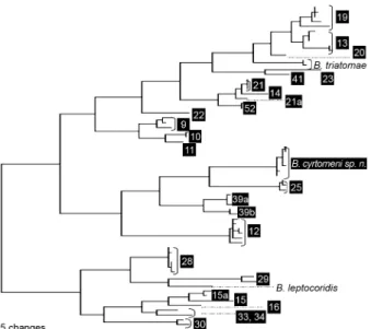 Fig. 16: bootstrap majority consensus maximum likelihood small sub- sub-unit rRNA gene tree of the selected Trypanosomatidae with emphasis  on  the  position  of  Blastocrithidia  cyrtomeni  sp