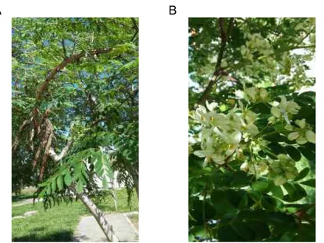 Figura  1-  (A)Parte  aérea  (caule,  folhas  e  frutos)  e  (B)  Reprodutiva  (flores)  de  Moringa oleifera
