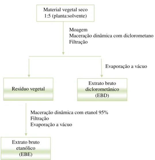 Figura 4: Fluxograma de obtenção dos extratos brutos diclorometânicos e etanólicos de C